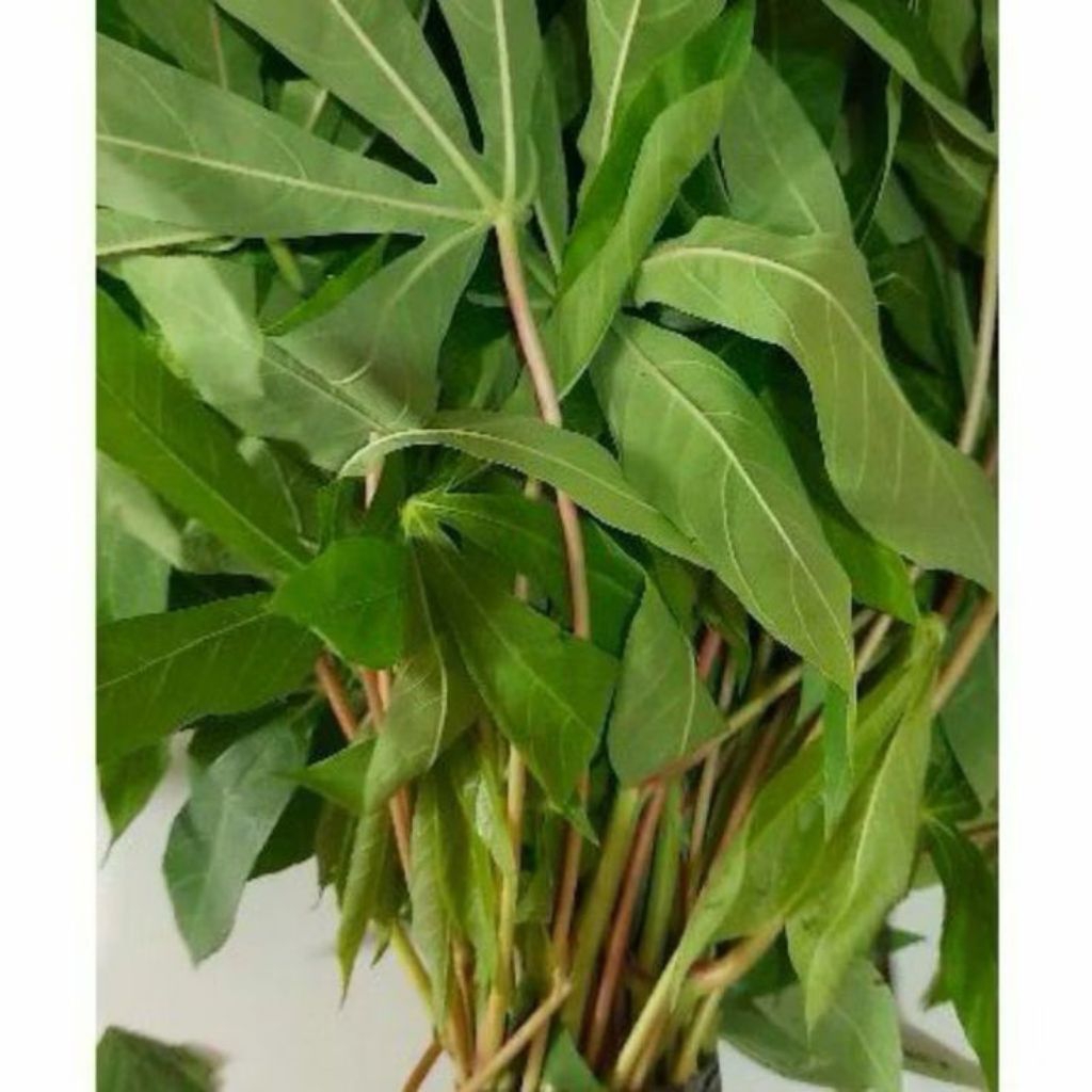 Pucuk daun singkong segar perikat daun singkong