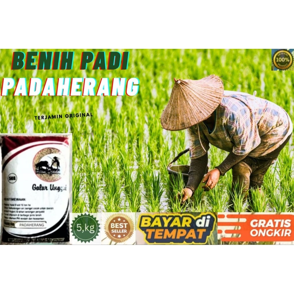 BENIH PADI PADAHERANG KEMASAN 5 KG BENIH PADI KUALITAS UNGGUL ORIGINAL
