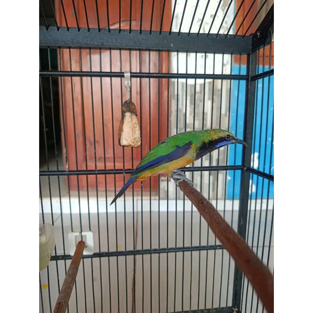 BURUNG CUCAK CUNGKOK