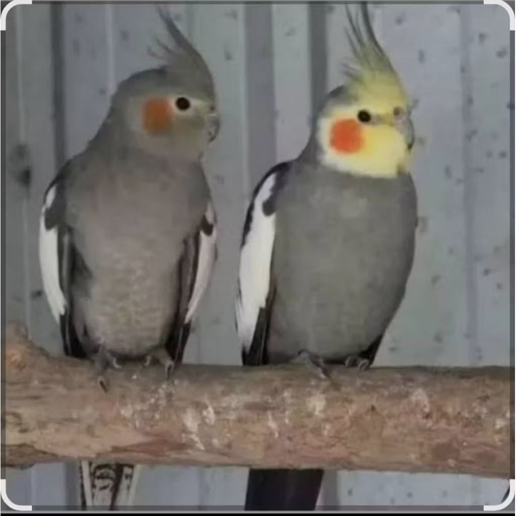 Burung falk grey sepasang siap ternak