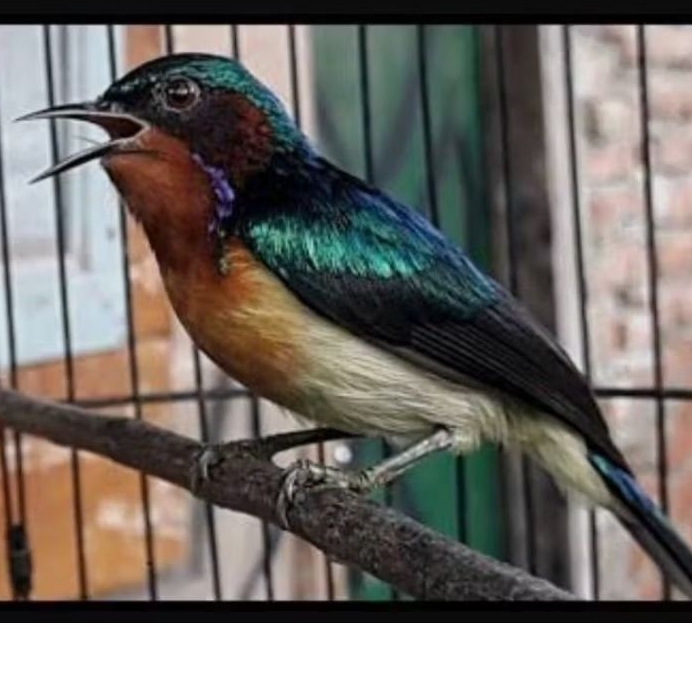 KOLIBRI WULUNG KOWOL JANTAN PILIHAN