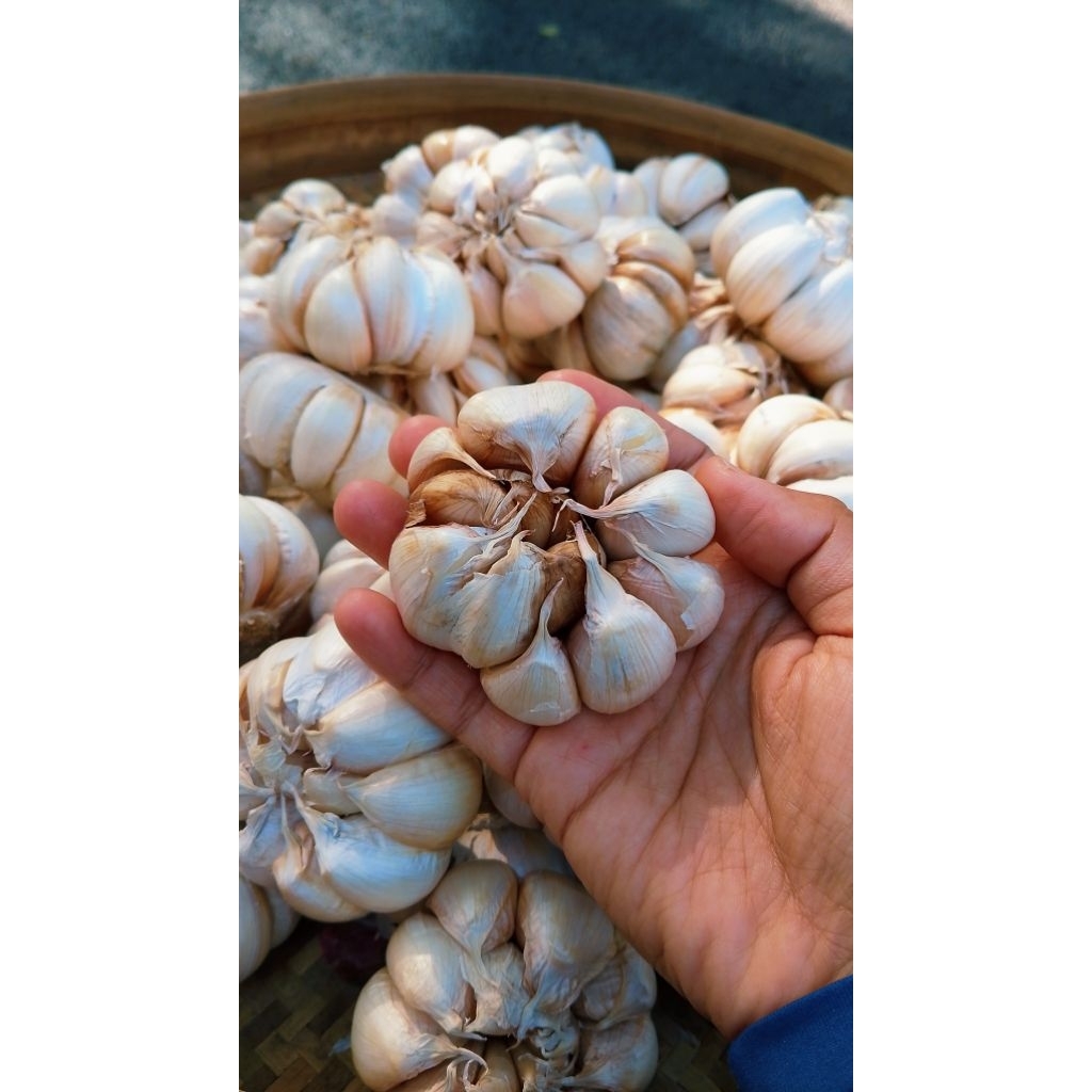 bawang putih 1kg