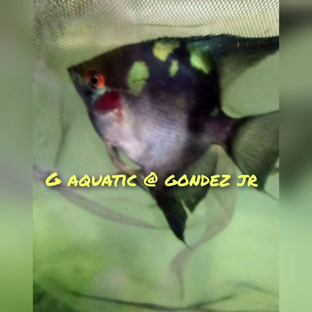 ikan manfish blue Shing size L