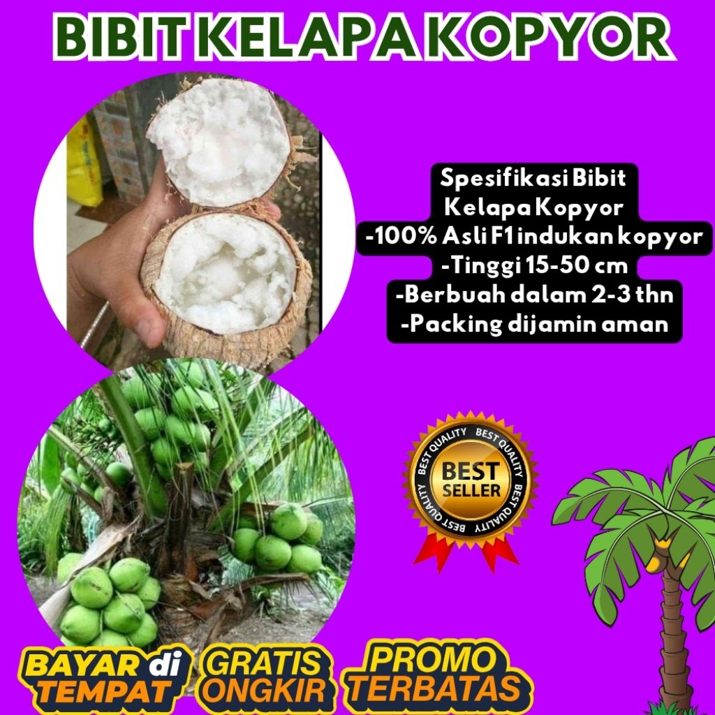 POHON PENDEK  Benih Kelapa Kopyor Kultur Jaringan, Benih Kelapa Kopyor Madu