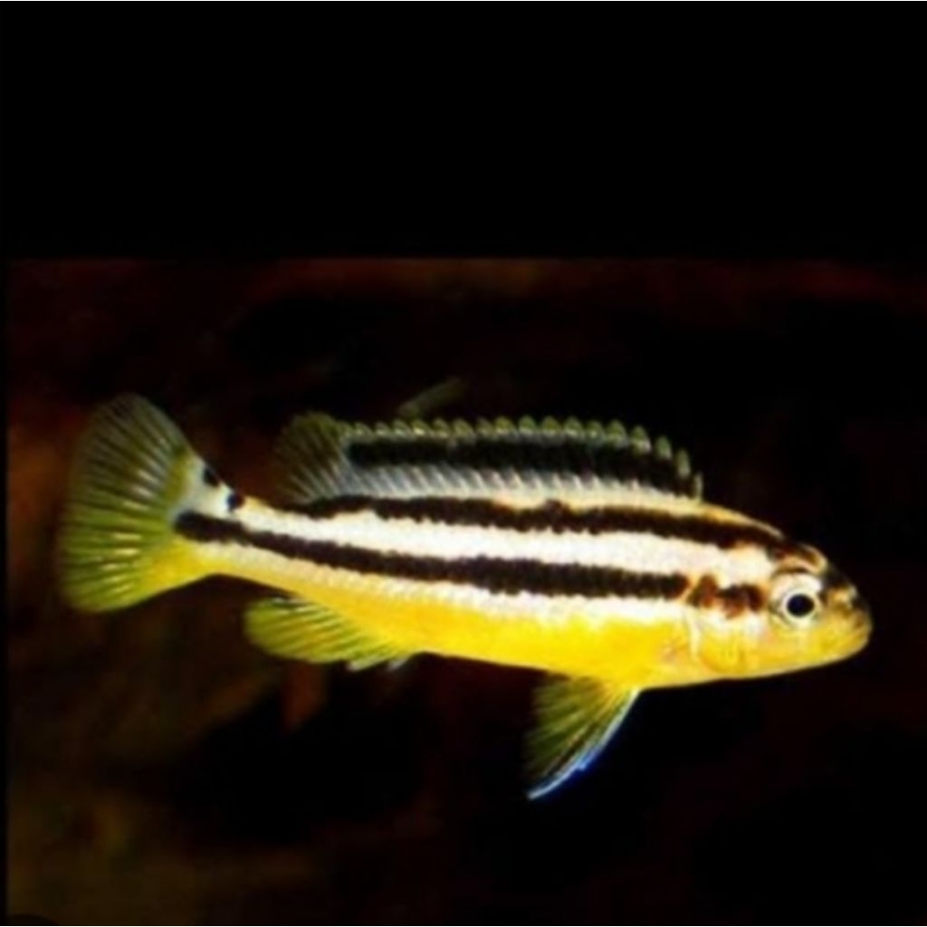 TERLARIS,(READY) Ikan Lemon Niasa