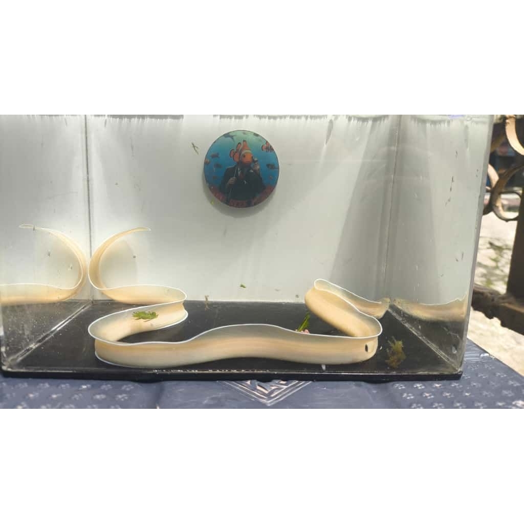 Belut Putih / Golden Dwarf Moray Eel