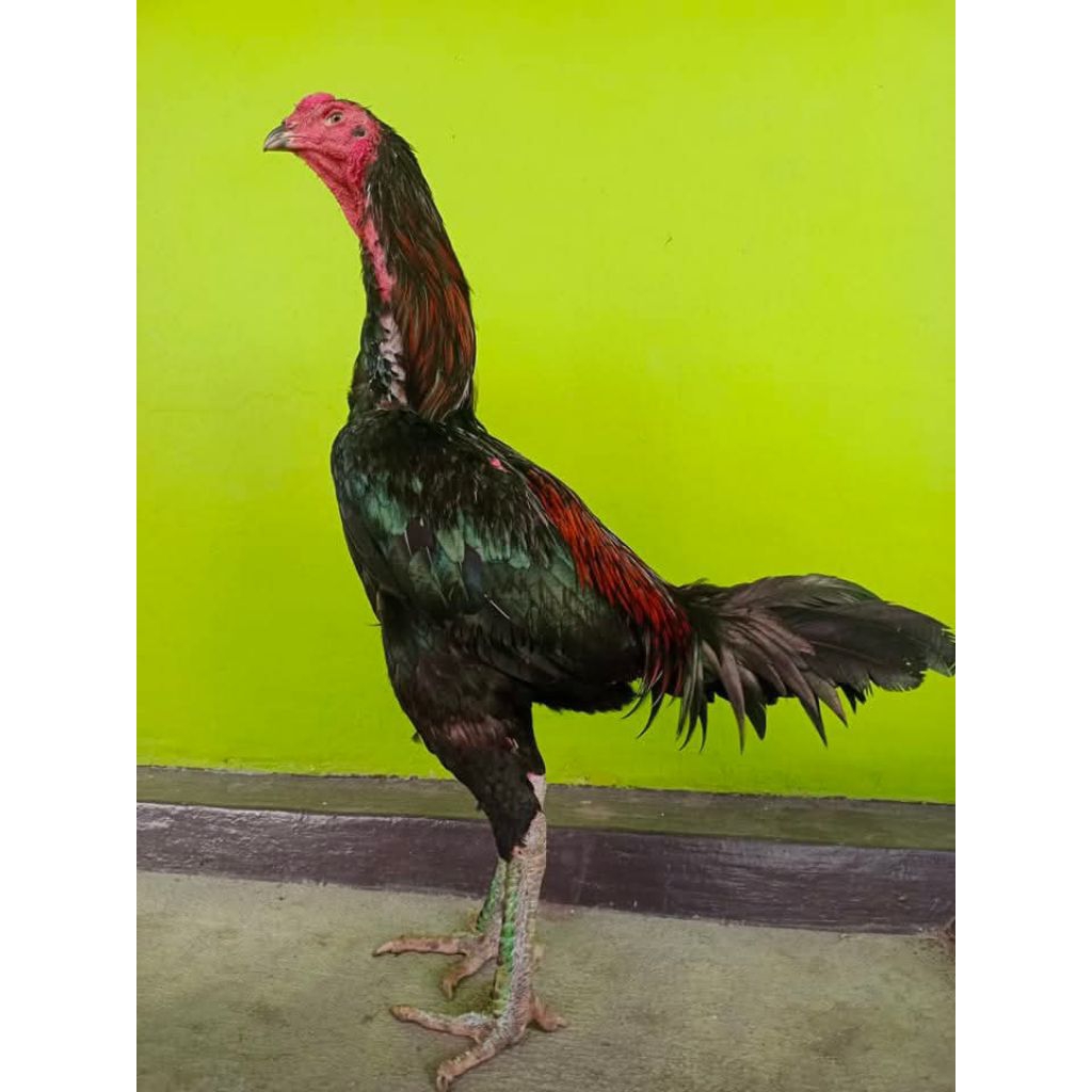 Telur Ayam pakoy blacrose