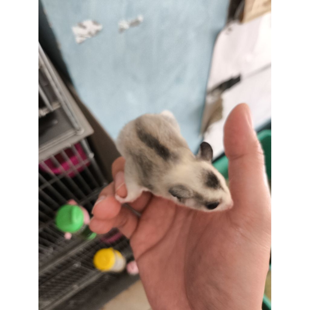 sugar glider mozaik het albino pink eyes betina