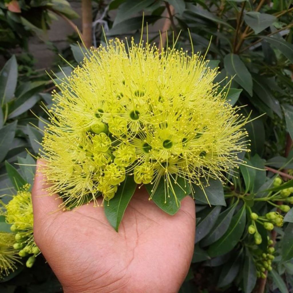 Paket 5 Bibit Tanaman Hias Santos Lemon Vegetasi Lebah Madu Mix Bunga Kuning Bunga Merah