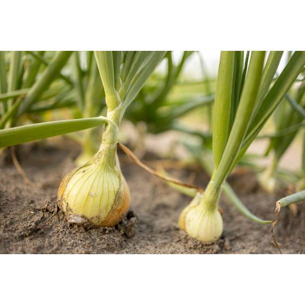 ADA BONUS - Bibit Bawang Bombay