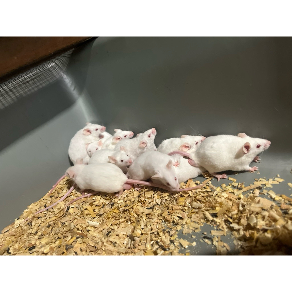 MENCIT JANTAN DEWASA UNTUK LAB bb 25-30gram