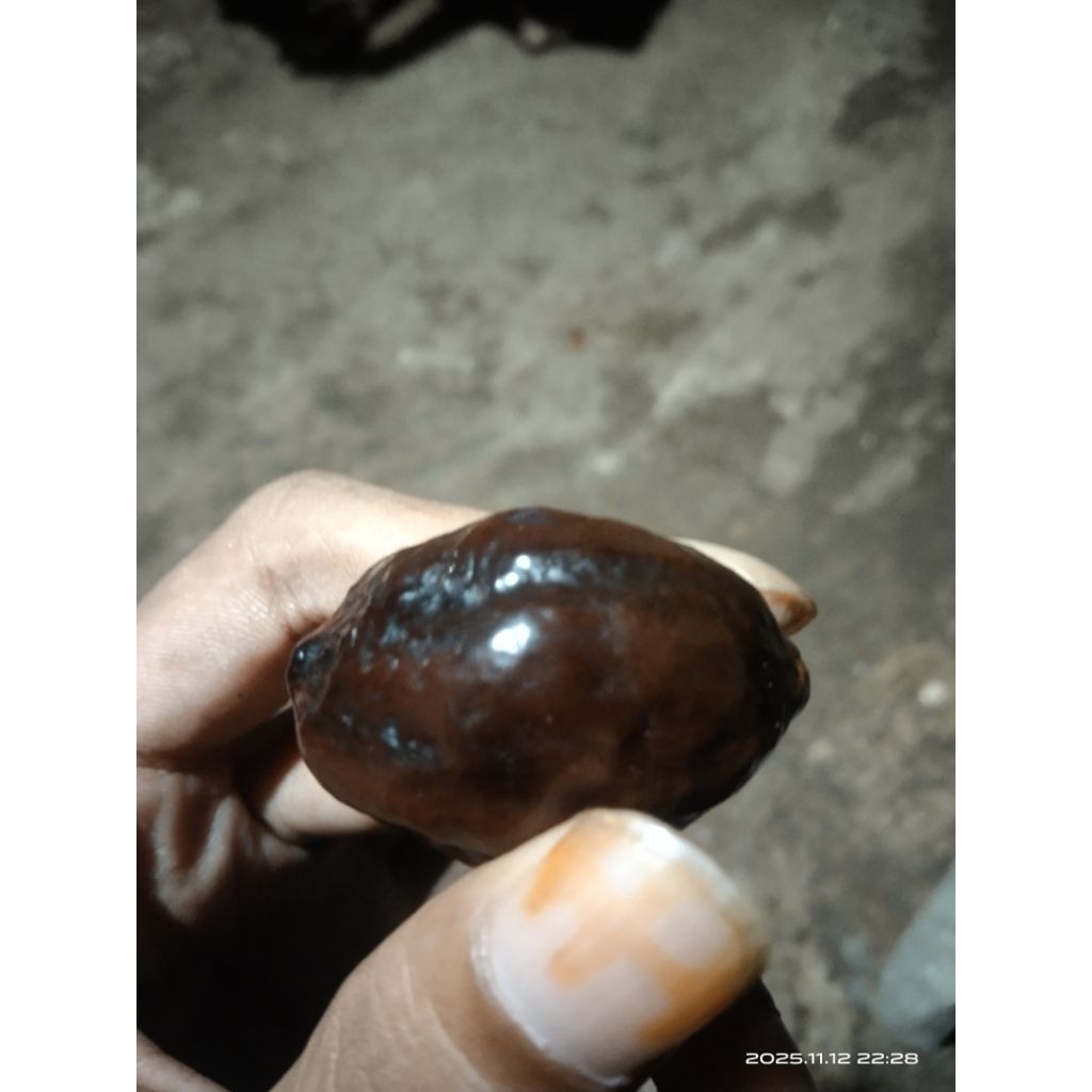 Muncang  adu JENIS JAWA ORI BIG SIZE