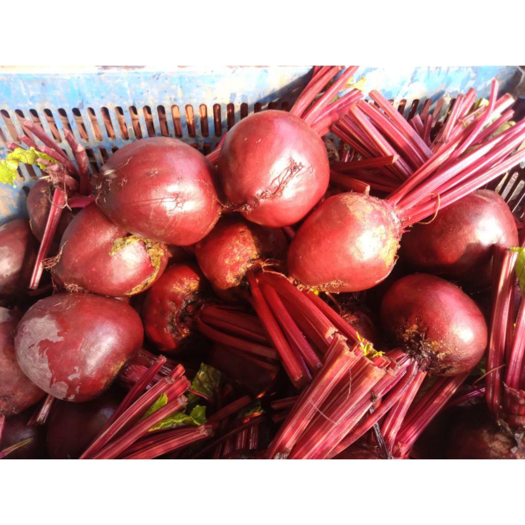 buah bit segar 1 kg