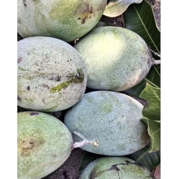 Mangga Muda Jenis Manalagi (1KG)