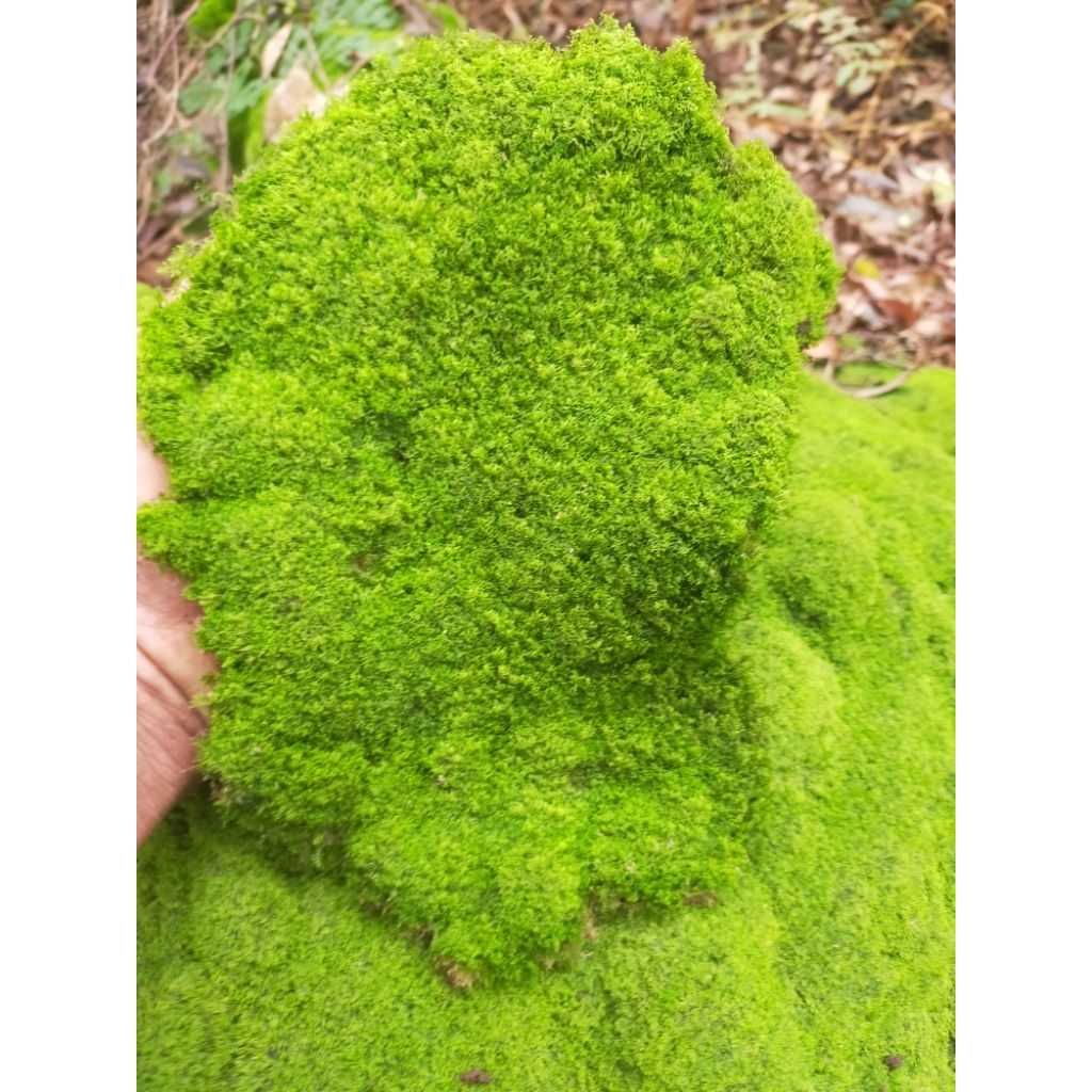 MOSS hutan super paludarium/terrarium/taman