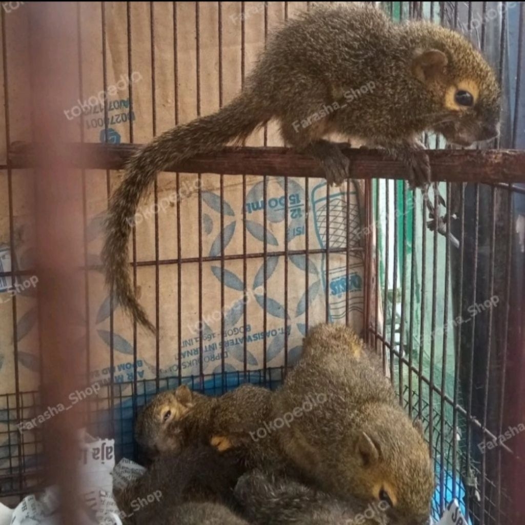 Bajing Kelapa | Tupai kelapa | Tupai Kekes | Bajing Kekes