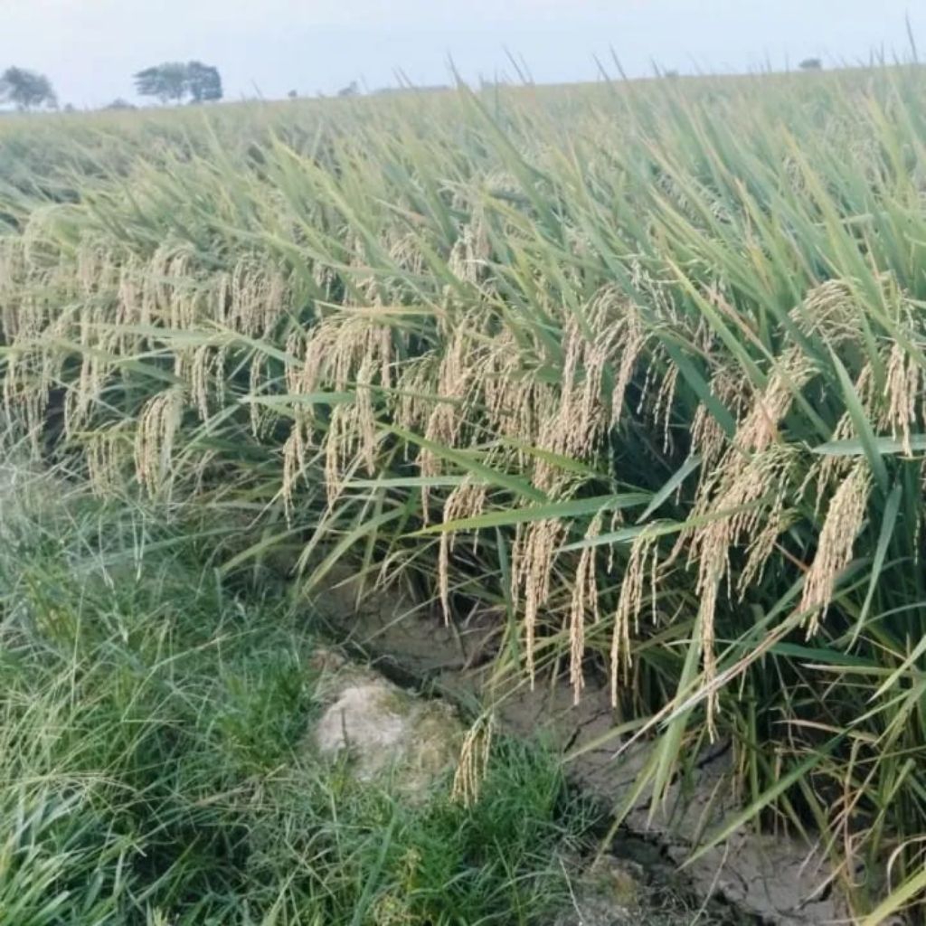 BENIH PADI CIHERANG BERUANG KEMASAN 10KG
