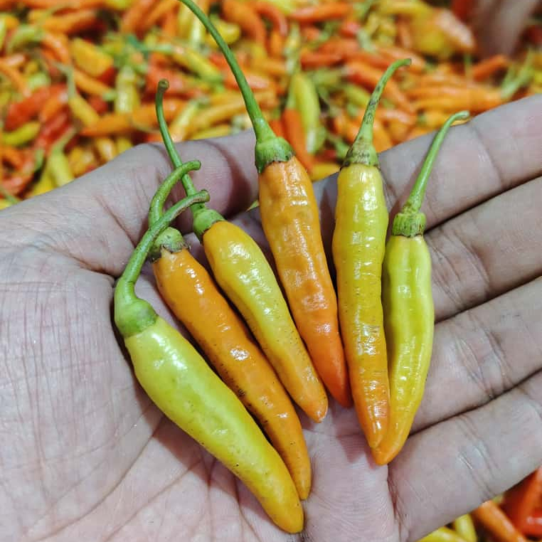 CRM cabe cabai rawit merah 1kg murah fresh cabai setan cabe rawit setan cengek 1kg