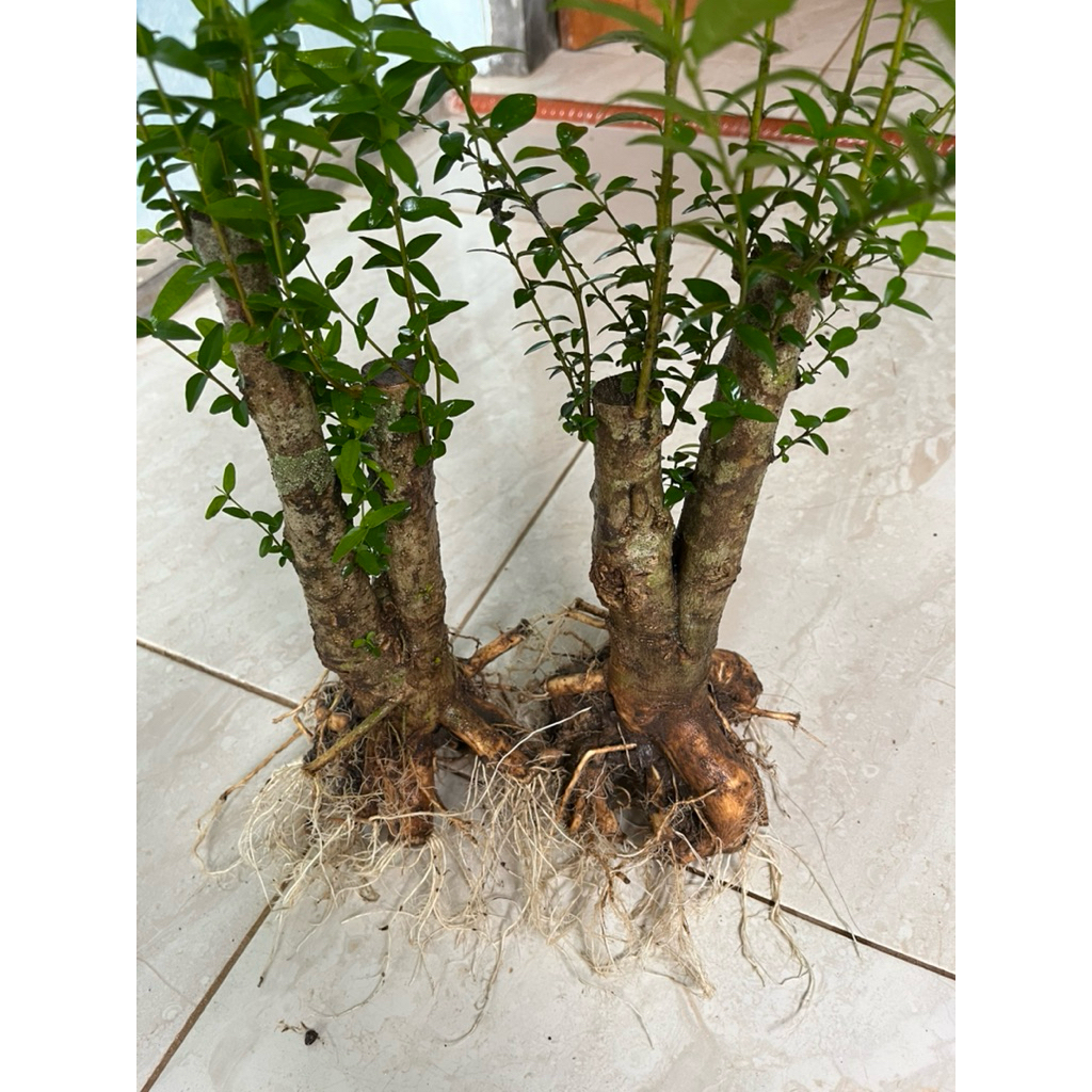 Bonggol Twin Anting putri