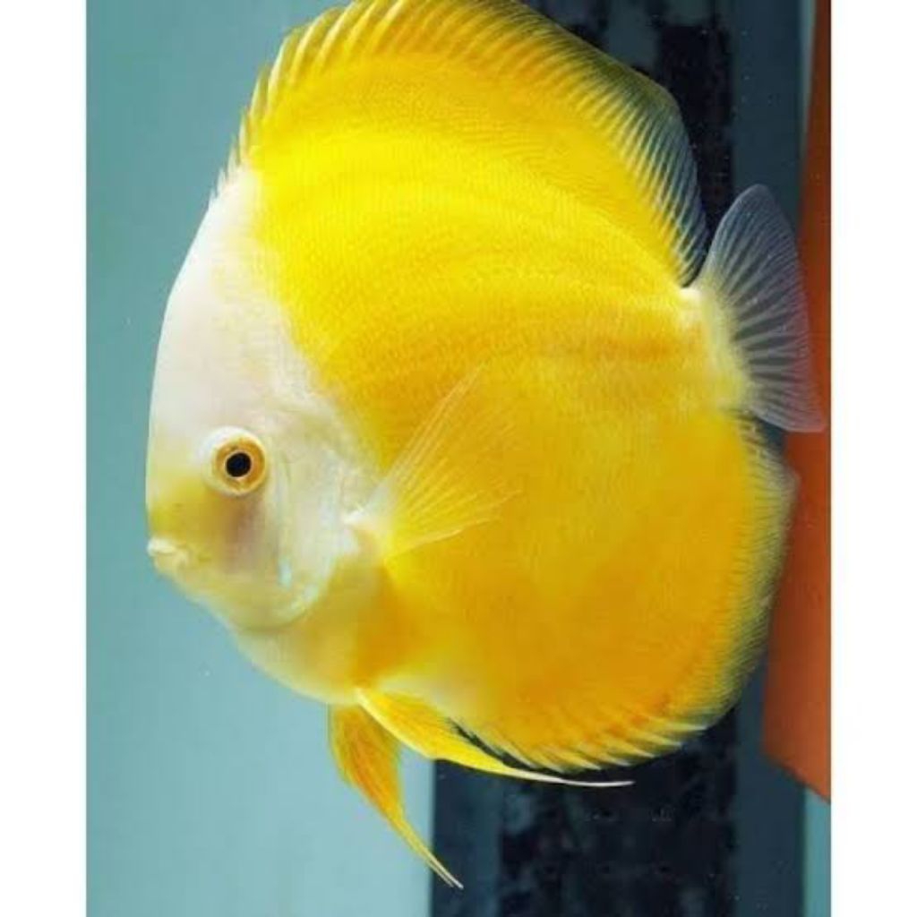 discus ( yellow golden melon)
