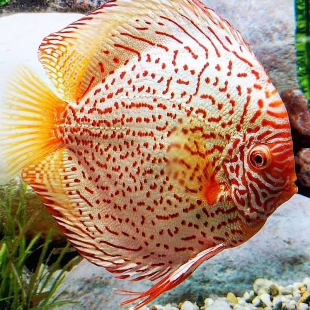 discus( white butterfly ss )