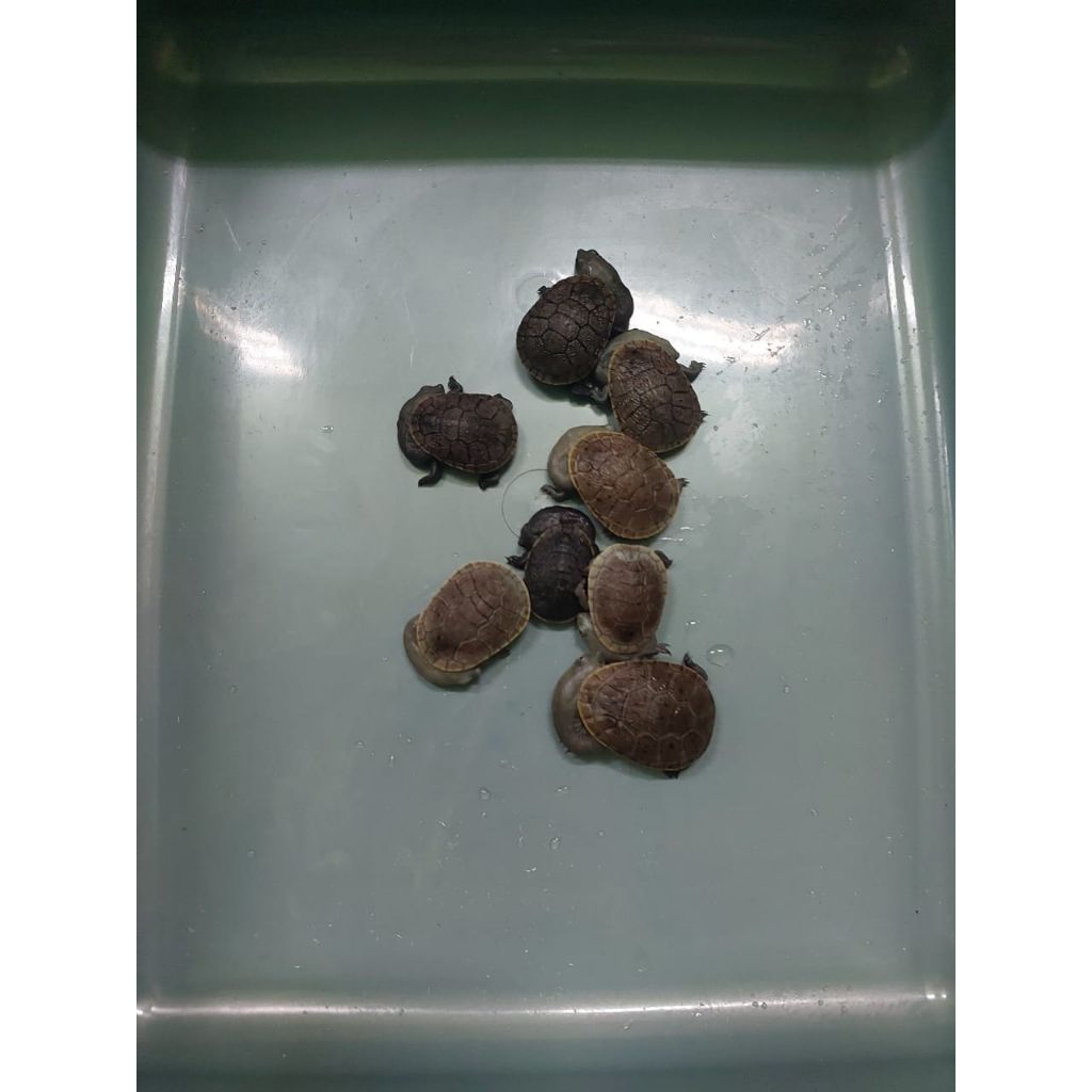 kura kura leher panjang