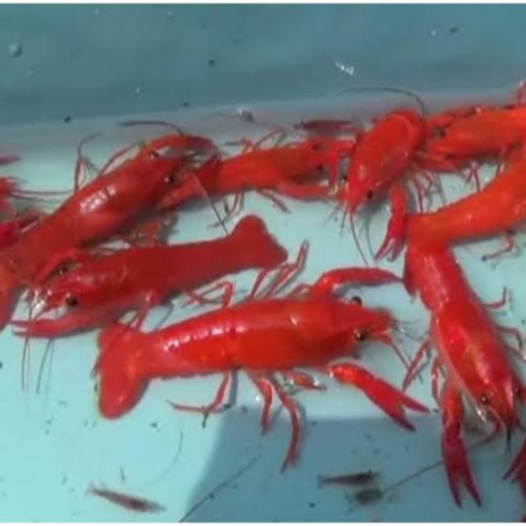 LOBSTER MERAH AIR TAWAR