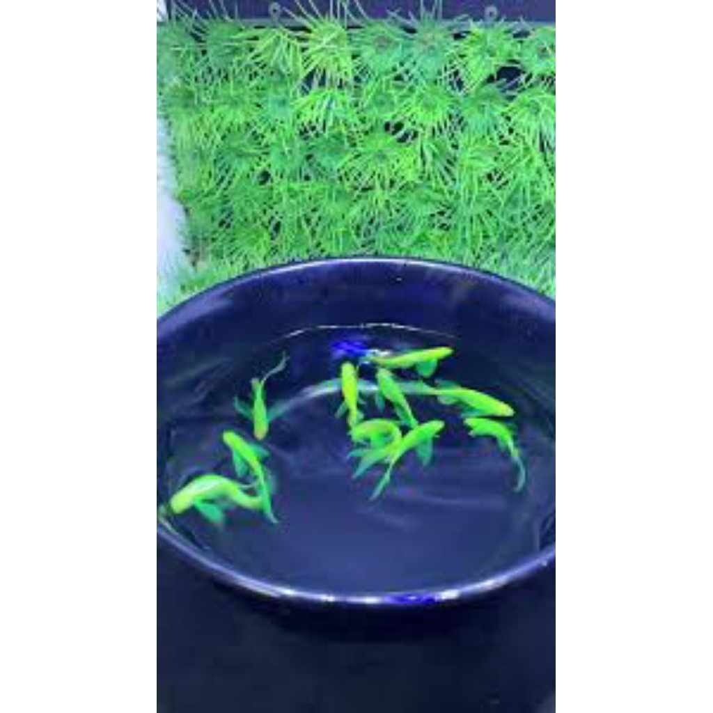 IKAN HIAS AQUASCAPE DANIO HIJAU SLAYER