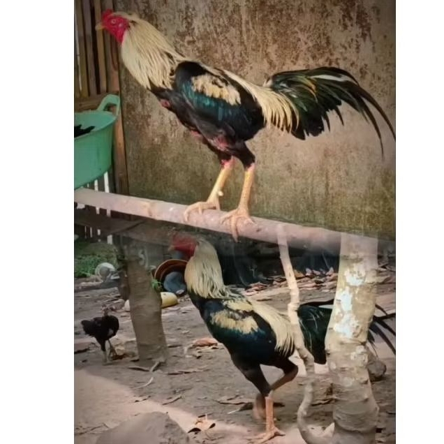 Pacek BK (Bangkok klasik Wido)