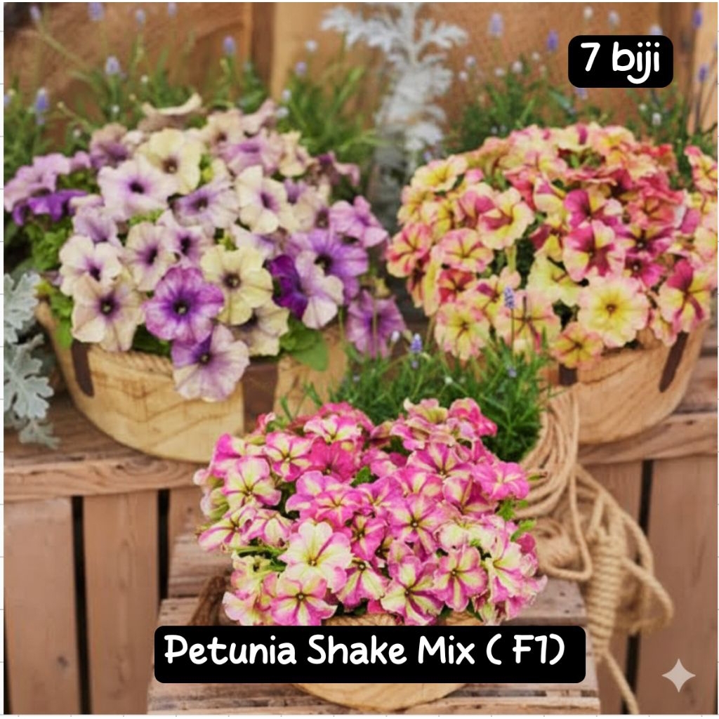 7 Benih Petunia Shake Mix F1