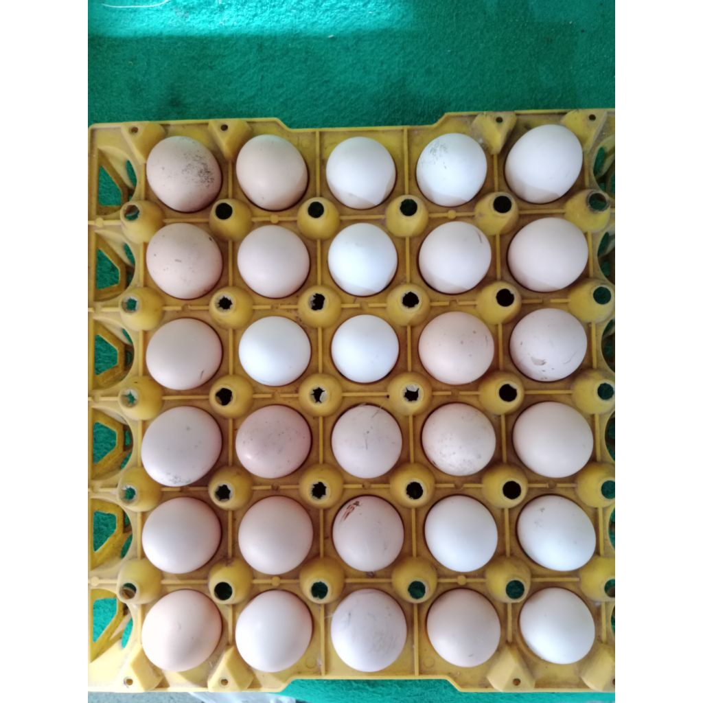 TELUR AYAM KAMPUNG (KUB)