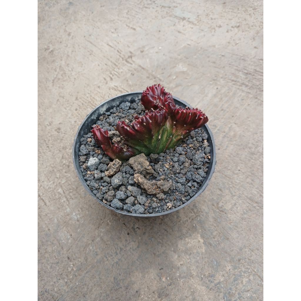 Euphorbia Lactea Merah