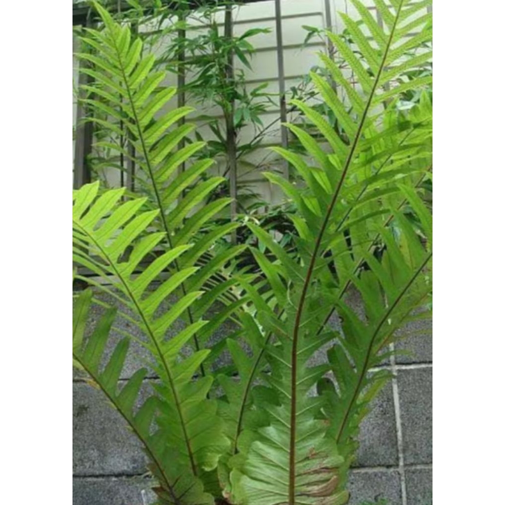 Tanaman hias kadaka portune / kadaka ekor naga jumbo