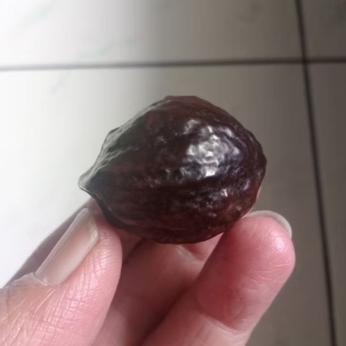 Kemiri Adu Muncang Adu Mayit Jawa MJ Pasangan Mewah Size Besar