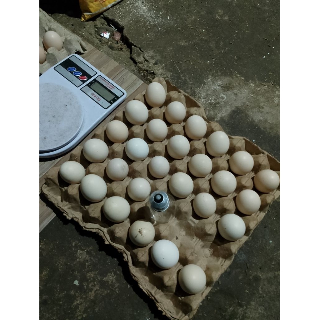 Telur Fertil Ayam Kampung Yudistira