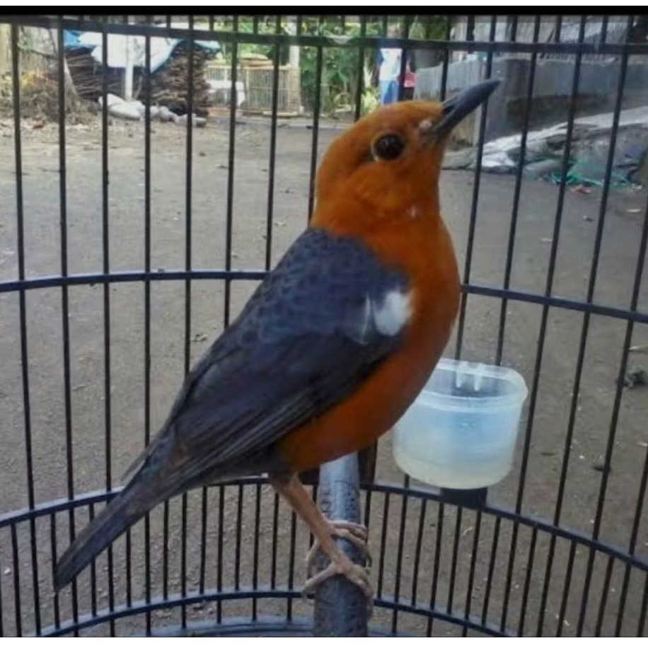 ANIS MERAH JANTAN BAHAN PILIHAN