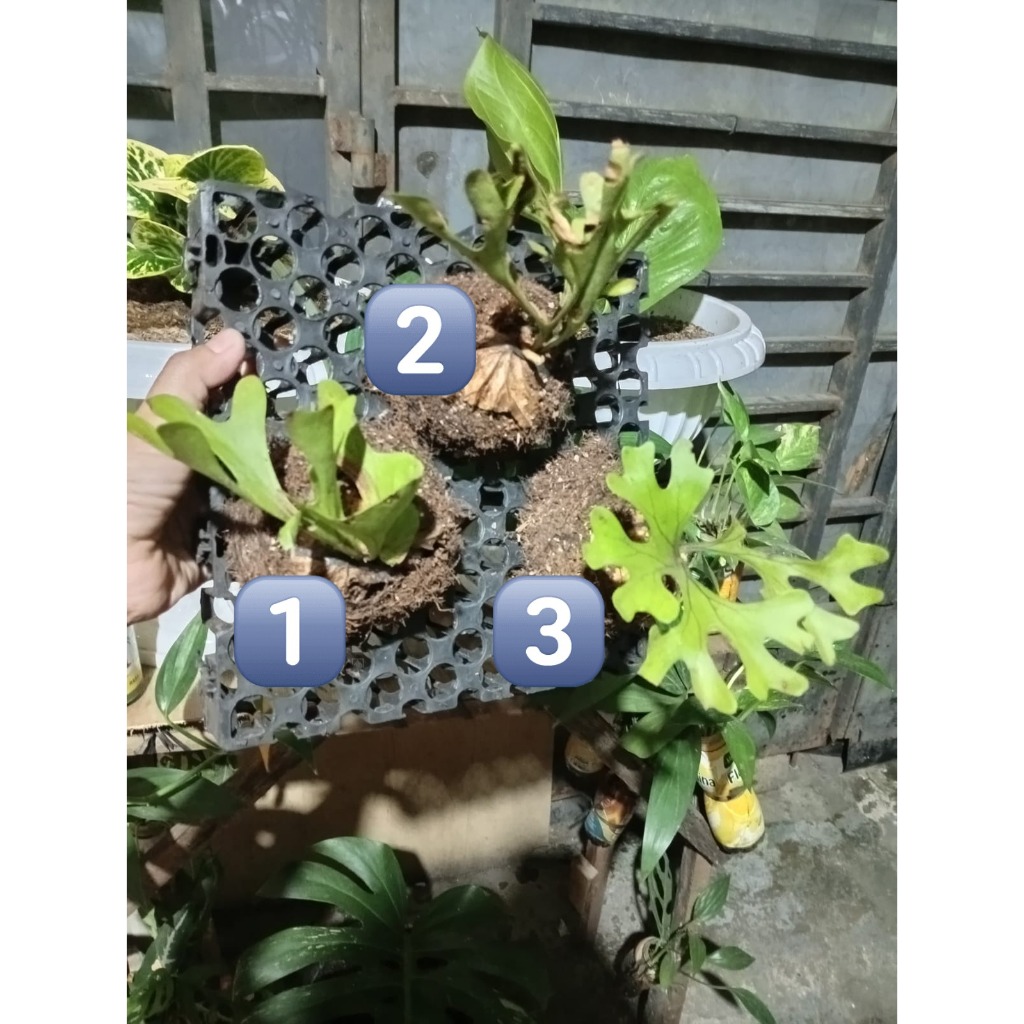 Baby Platycerium Ridleyi | Tanduk Rusa | Tanaman Hias