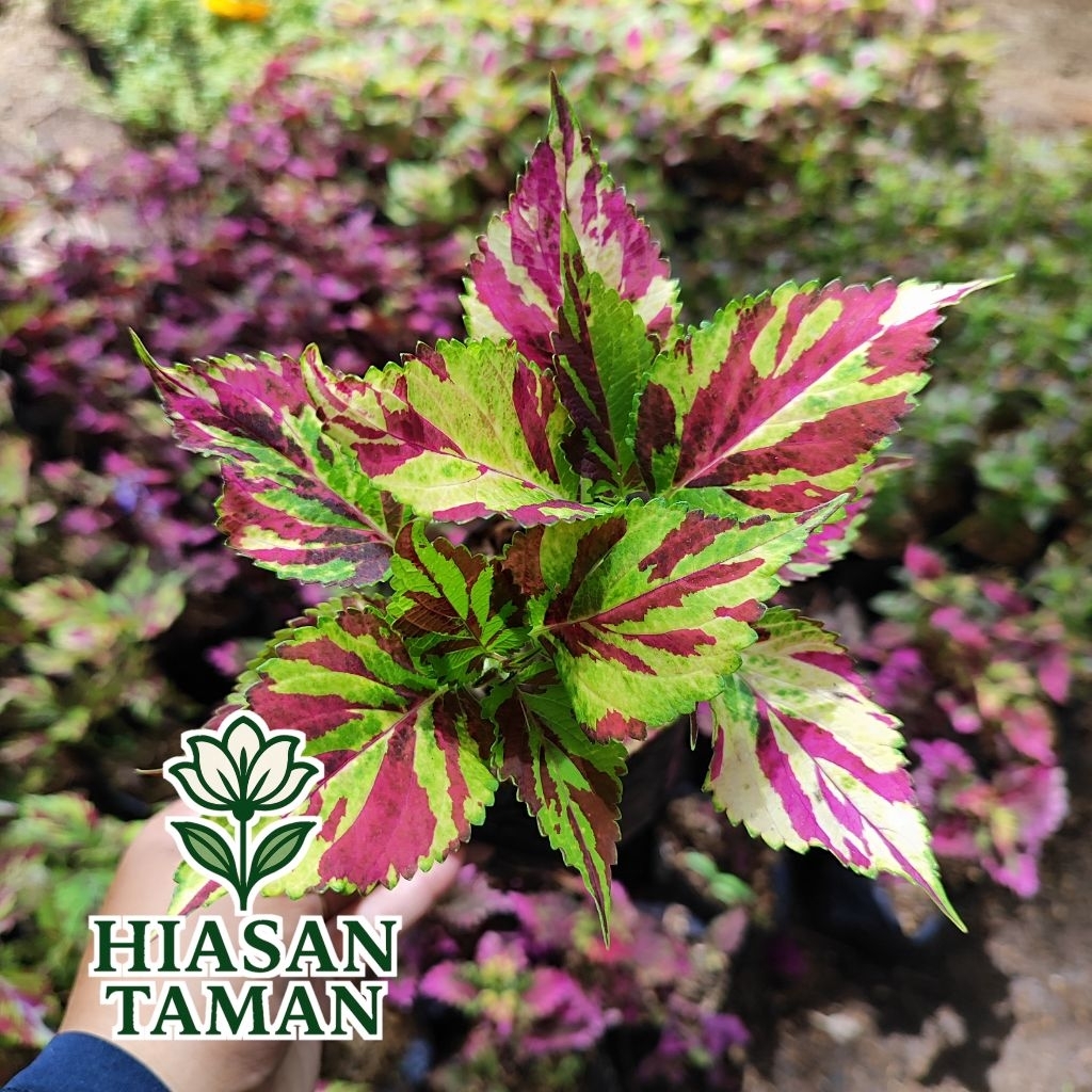 Tanaman hias miana batik - tanaman miana - tanaman gantung miana batik