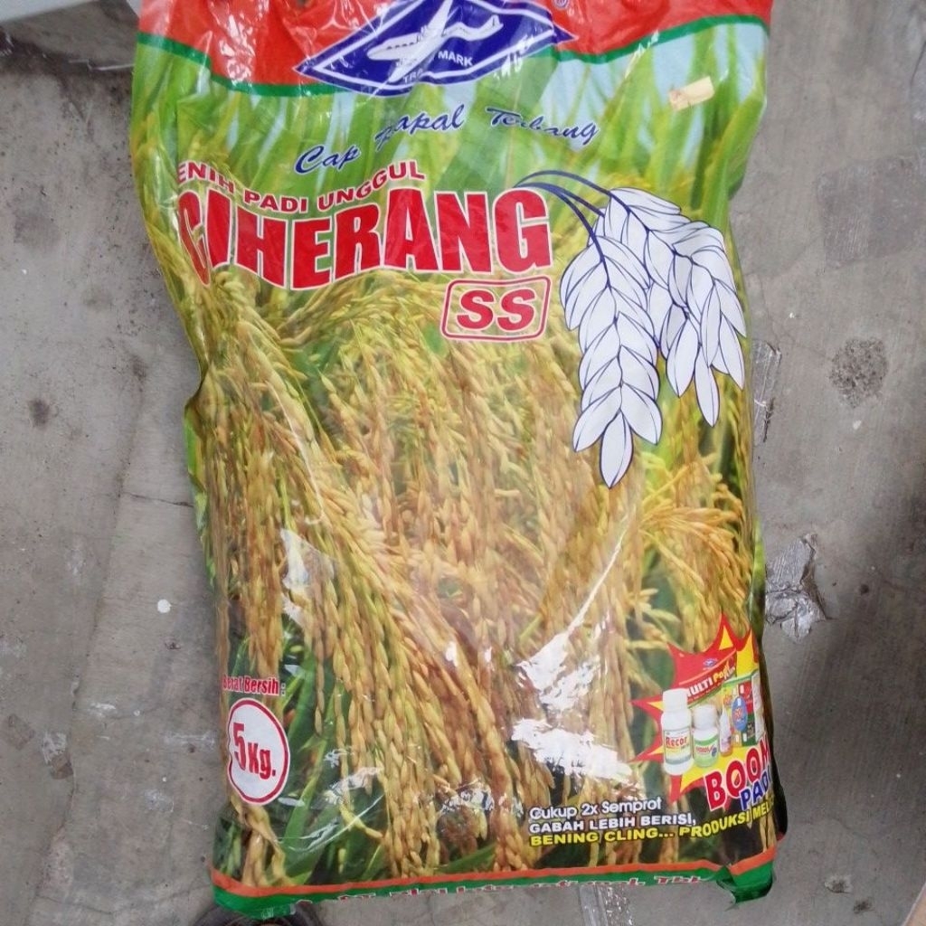 benih padi unggul Ciherang 5 kg