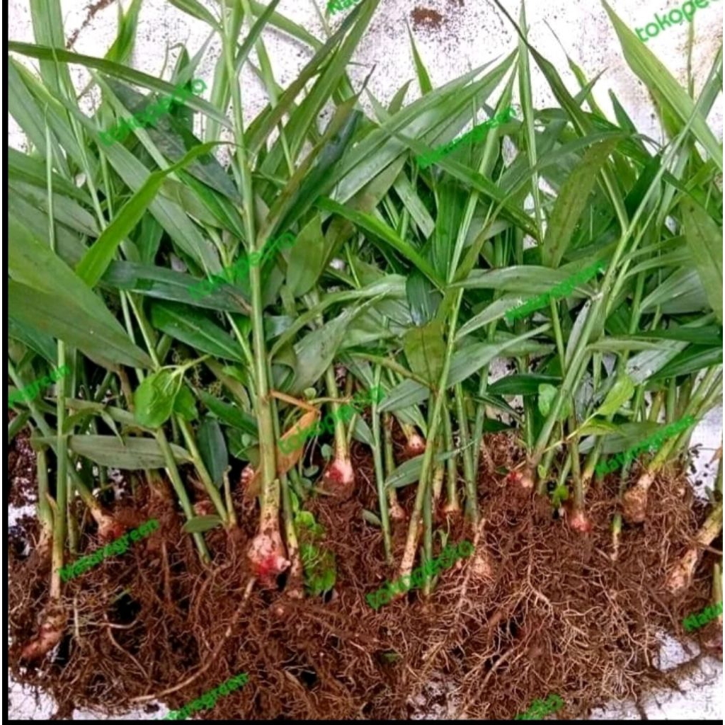 bibit jahe siap tanam