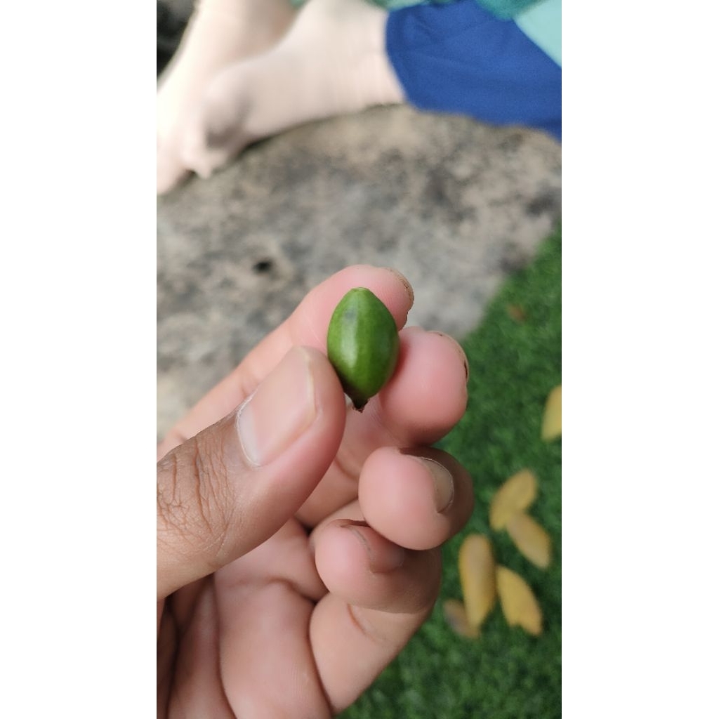 Buah/Biji Tanaman Hias Ketapang Kencana