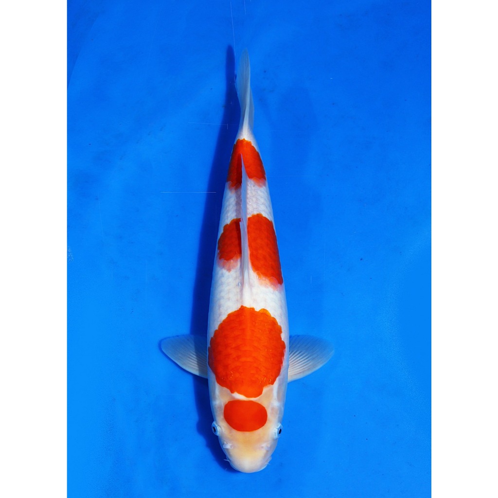 Koi Import Kohaku Marudo Koi Farm Size 35 cm