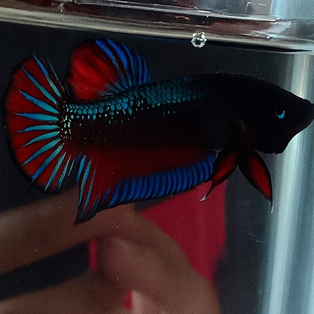 cupang bagan aduan dan galak kebutuhan akuarium