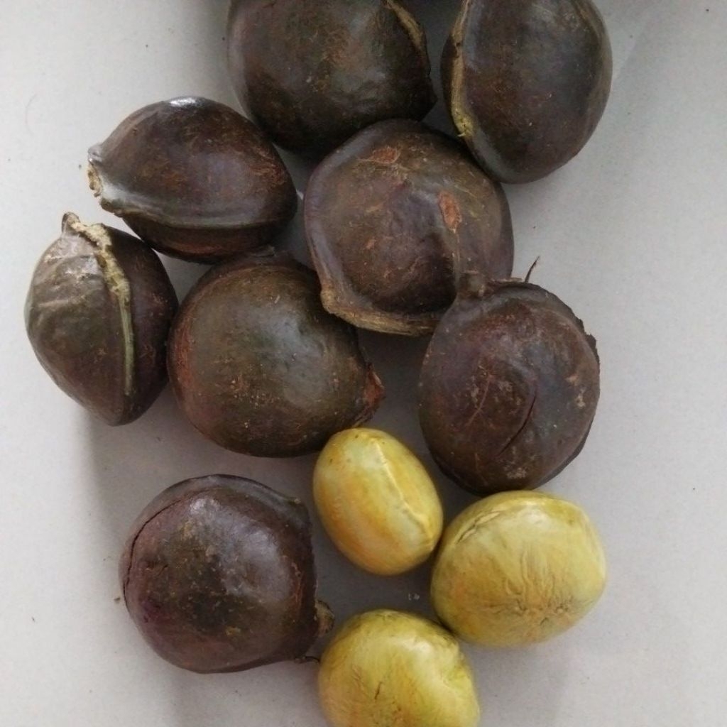 jengkol kulitan baru dipetik tua untuk kerupuk