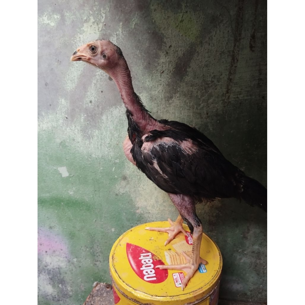 anak ayam Pakhoy drumben x ganoi.