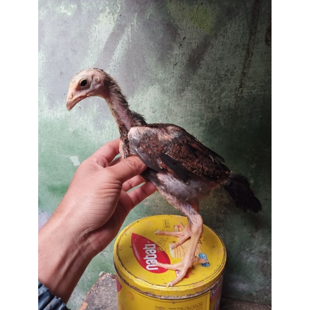 Anak ayam Pakhoy drumben x Plucker