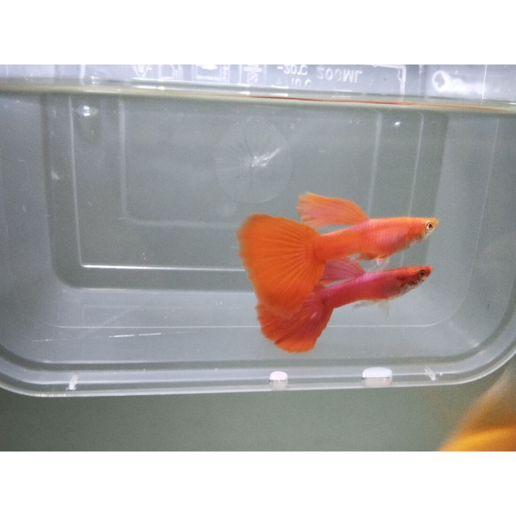 ikan guppy afr (albino full red)