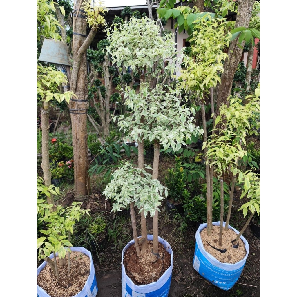 bahan bonsai taman anting putri salju hiasan taman