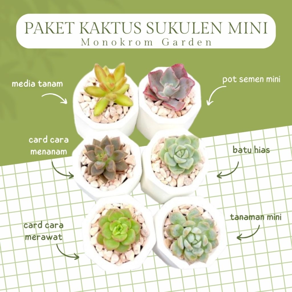 Paket Kaktus Sukulen Mini + Pot Semen + Media Tanam  | TANAMAN HIDUP | ASLI