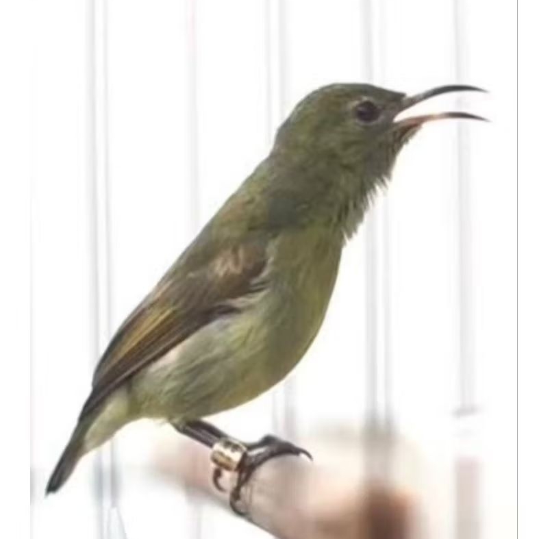 KOLIBRI NINJA BETINA